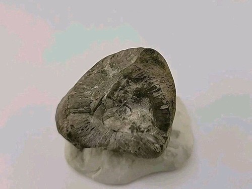 Egg fossil permineralized - egg,