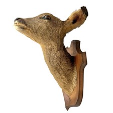 Vintage French Roe Deer Head Mount – Genuine Taxidermy Trophy - Mounted