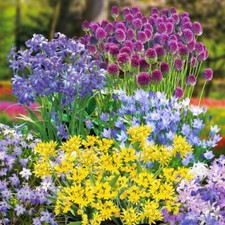 300 Hardy Bulbs for Borders & Pots - Fantastic Spring Flowering Bulb Collection