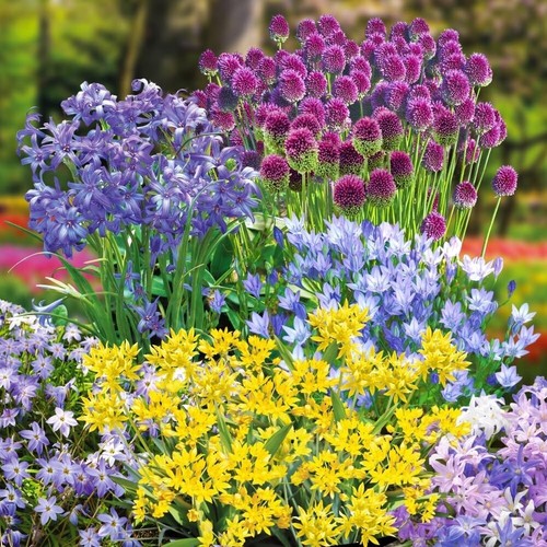300 hardy bulbs for borders - 300,