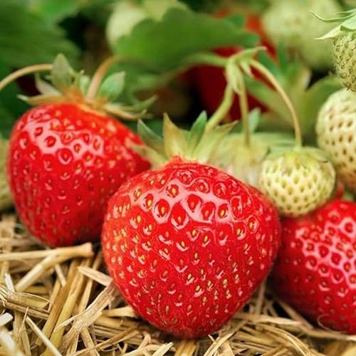 Strawberry buddy bare - buddy,
