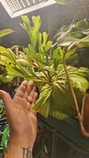 Platycerium Ridleyi , Stathern Fern,  Hundreds of fresh spores UK