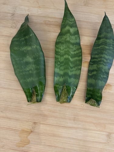 Snake plant propagation - snake,