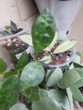 Hoya Lacunosa Amarillo 2 leaf