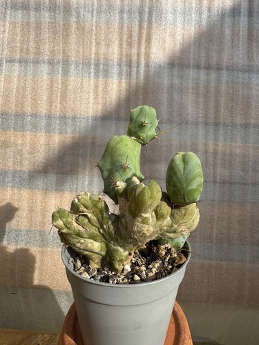 Penis cactus - penis,