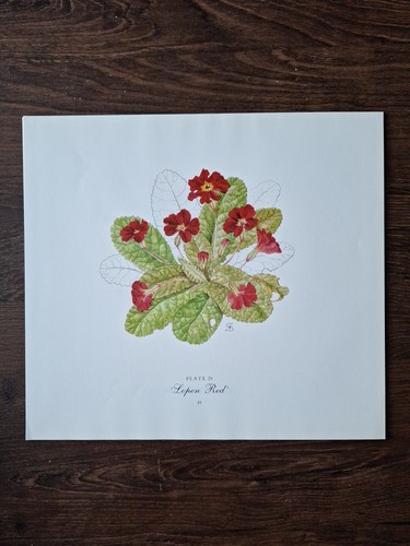 Primrose book plate vintage - primrose, plate,