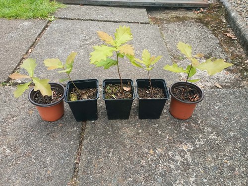 Sessile oak tree saplings - ,