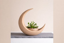 Crescent moon plant - moon, |
