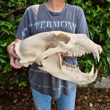 Life-Size 3D Polar bear Skull