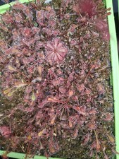 Drosera (AKA Sundew)