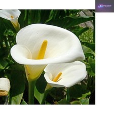 10 Fresh Calla Arum Lily Seeds