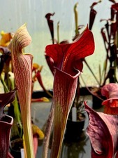 Sarracenia Alata Red (carnivorous pitcher plant)