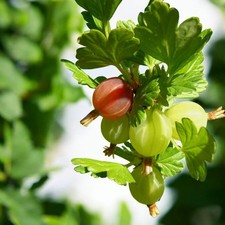 Gooseberry Fruit Bush in 9cm