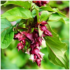 Himalayan Honeysuckle / Leycesteria formosa in 2L Pot, Red-Purple Bracts