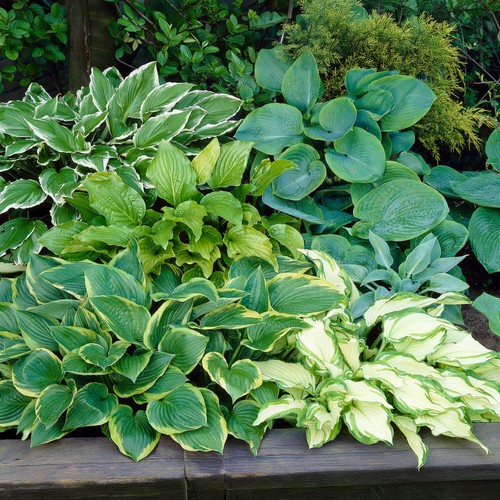 Hosta variety mix live - live, hardy