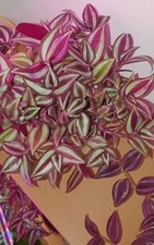 2x Tradescantia Zebrina Purple