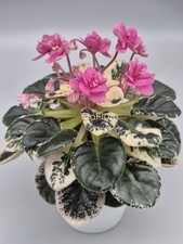Variegated 'Avgustina'