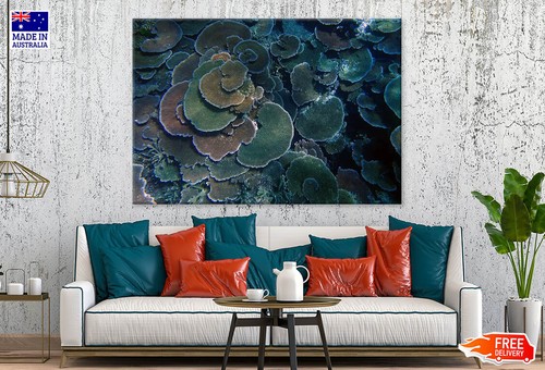 Healthy plate acropora coral - healthy,
