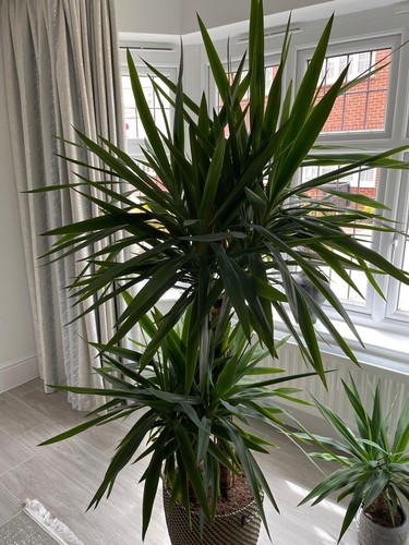 Feet big yukka plant - feet, indoor