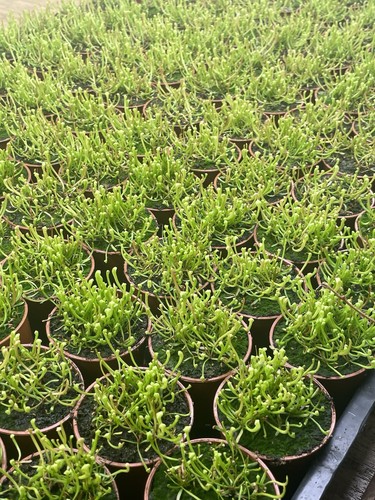 Sarracenia seedlings mixed - sarracenia, seedlings,