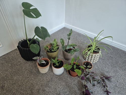 Healthy house plants - house,