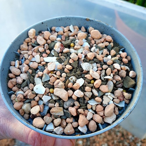 Cacti and succulents soil - ,