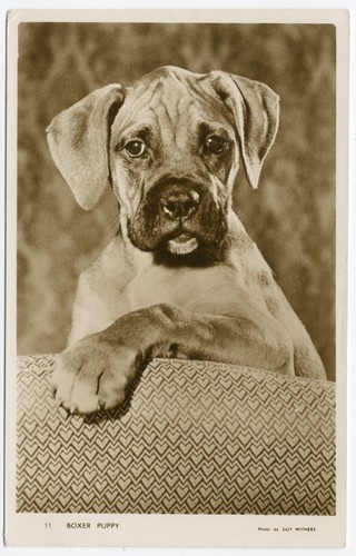 Boxer puppy vintage 1957 - 1957, dog