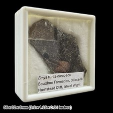Emys Turtle Carapace Fossil