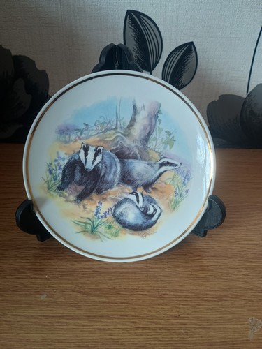 Wildlife britain badger - wildlife,