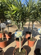 Nerium Oleander Plant Height