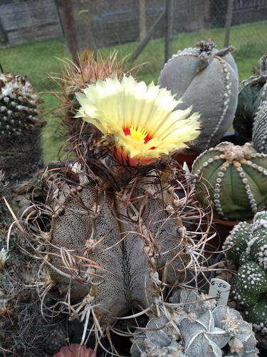 Astrophytum capricorne parent - astrophytum,
