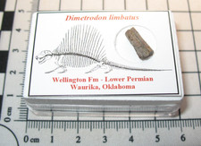 Permian Dimetrodon pelycosaur fossil vertebra sail spine Oklahoma display #2