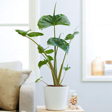 Alocasia Stingray Large Indoor Exotic House Plant Real Evergreen Tall Plants
