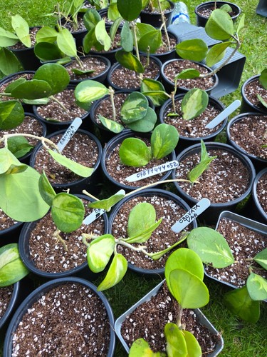 Hoya obovata variegated - obovata,