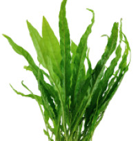 Microsorum pteropus java - pteropus, (java