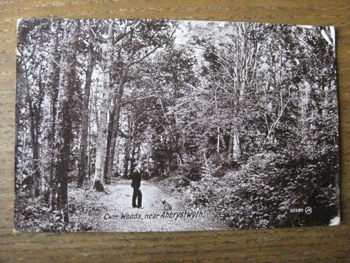 Cwm woods near - woods,