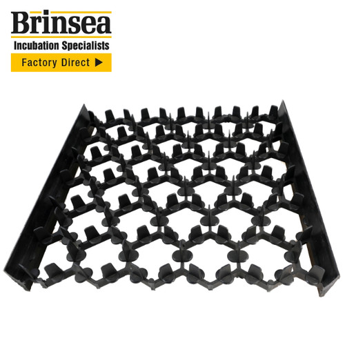 Brinsea species specific - , egg