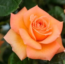 Rose Seeds Multi Colored Rare