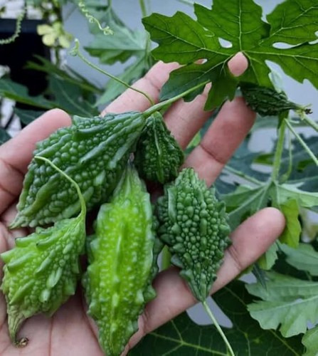 Karela seeds bitter gourd seed - bitter,