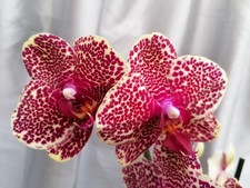 Phalaenopsis Ox Red Sesame –