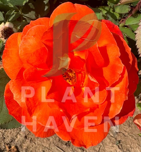 Potted rose orange - potted,