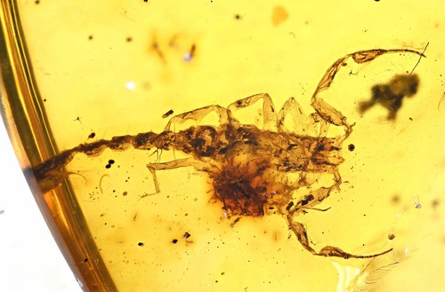 Rare complete scorpion fossil - rare,