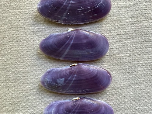 Purple clams natural - clams,