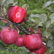 T&M Apple Garden Fruit Plants Hardy Tree 1 x 9cm Pot Cooking Crop Baya Marisa