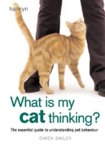 What cat thinking - what, thinking?: