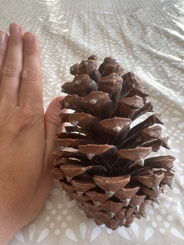 Large pine cones pack - large, cones,