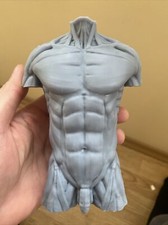 Human Anatomical Anatomy Torso