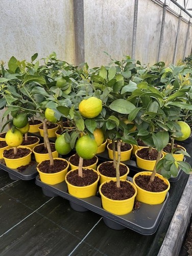 Citrus lemon meyer - citrus, standard