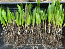 Trachycarpus Fortunei Hardy