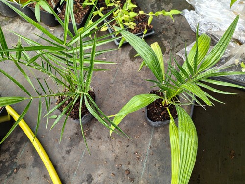 Phoenix reclinata cm pot - phoenix, 14